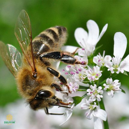 زنبور عسل گشنیز
