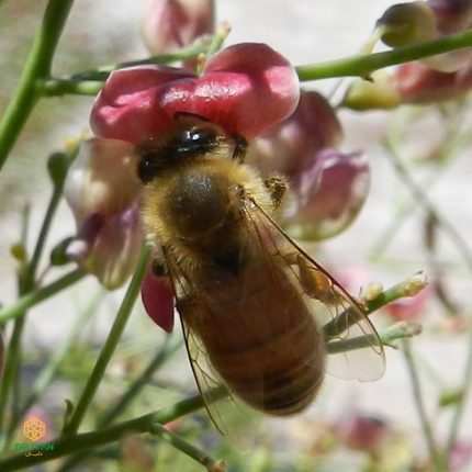 زنبور عسل خارشتر