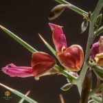 گل عسل خارشتر