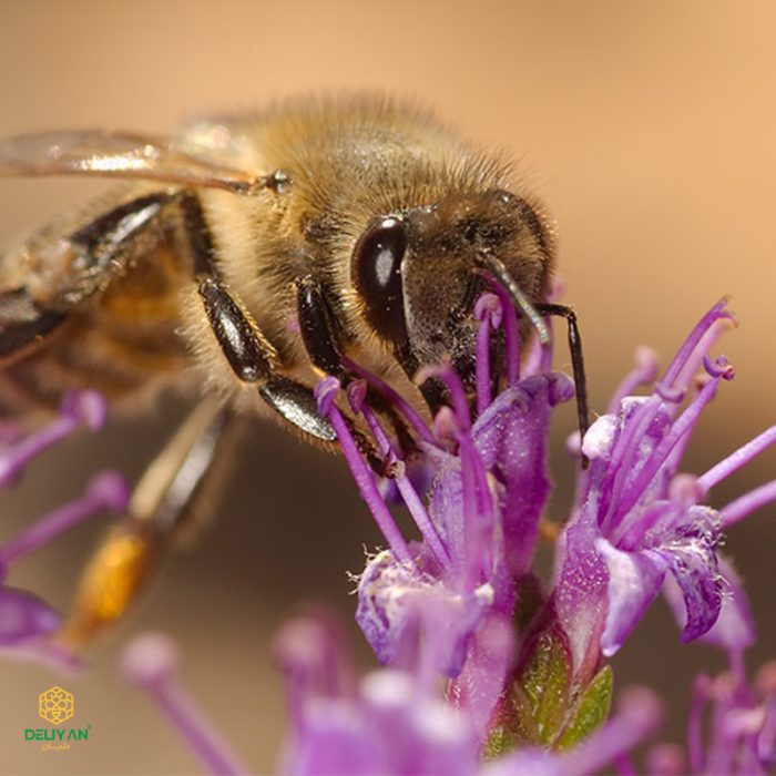 زنبور عسل آویشن دار