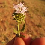 گل عسل آویشن دار